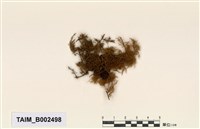 藏品(羽苔屬)的圖片